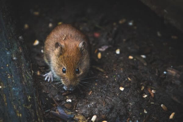 PEST CONTROL BISHOPS STORTFORD, Hertfordshire. Pests Our Team Eliminate - Mice.