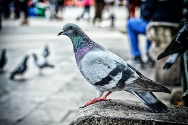 PEST CONTROL BISHOPS STORTFORD, Hertfordshire. Pests Our Team Eliminate - Pigeons.
