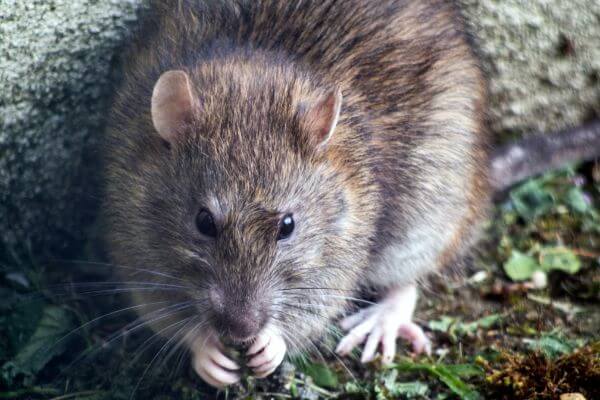 PEST CONTROL BISHOPS STORTFORD, Hertfordshire. Pests Our Team Eliminate - Rats.