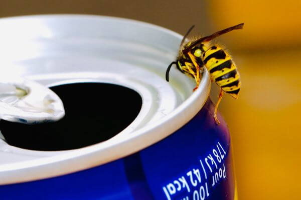 PEST CONTROL BISHOPS STORTFORD, Hertfordshire. Pests Our Team Eliminate - Wasps.